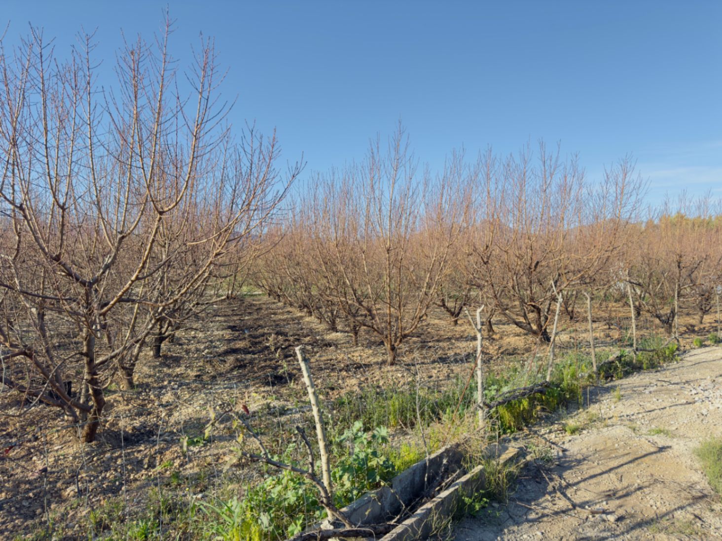 Finca à la vente à Beniarbeig, Alicante